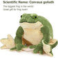 Frog Plush Toy - Soft Green Stuffed Animal for Kids